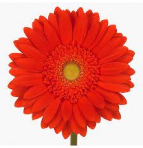 ΖΕΡΜΒΕΡΑ ΚΟΚΚΙΝΗ εισαγ.GERBERA RED EXPLOSION